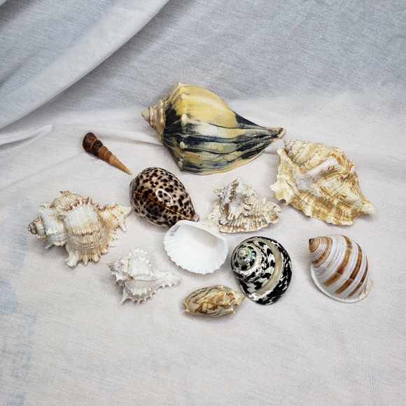 Eleven Tropical Shells Welks Others